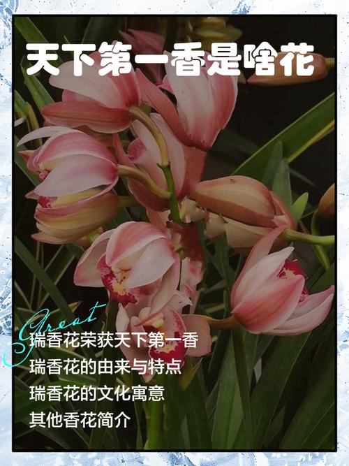 嫦娥下凡打一花名是什么嫦娥下凡打一花名是什么花