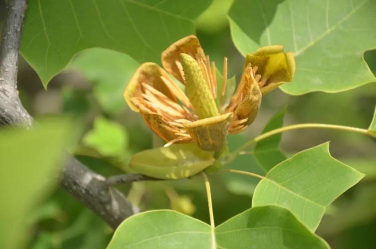 植物保护论文植物保护论文参考文献